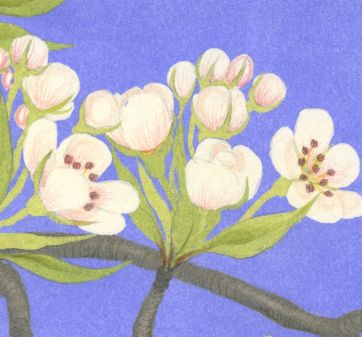 Detail of pear blossom