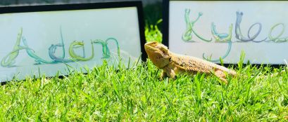 Framed pictures with lizard